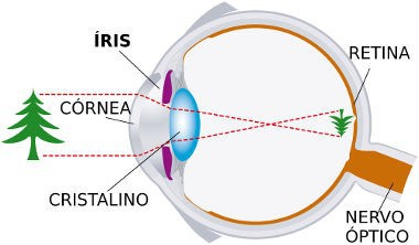 Esquema do olho humano mostrando córnea, cristalino, íris, retina e nervo óptico